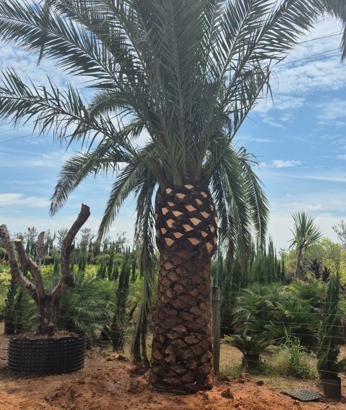 Phoenix canariensis