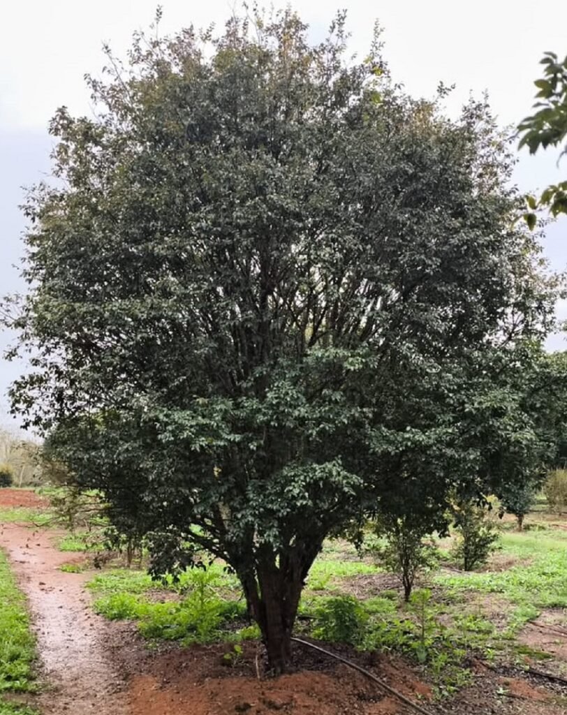 jabuticaba