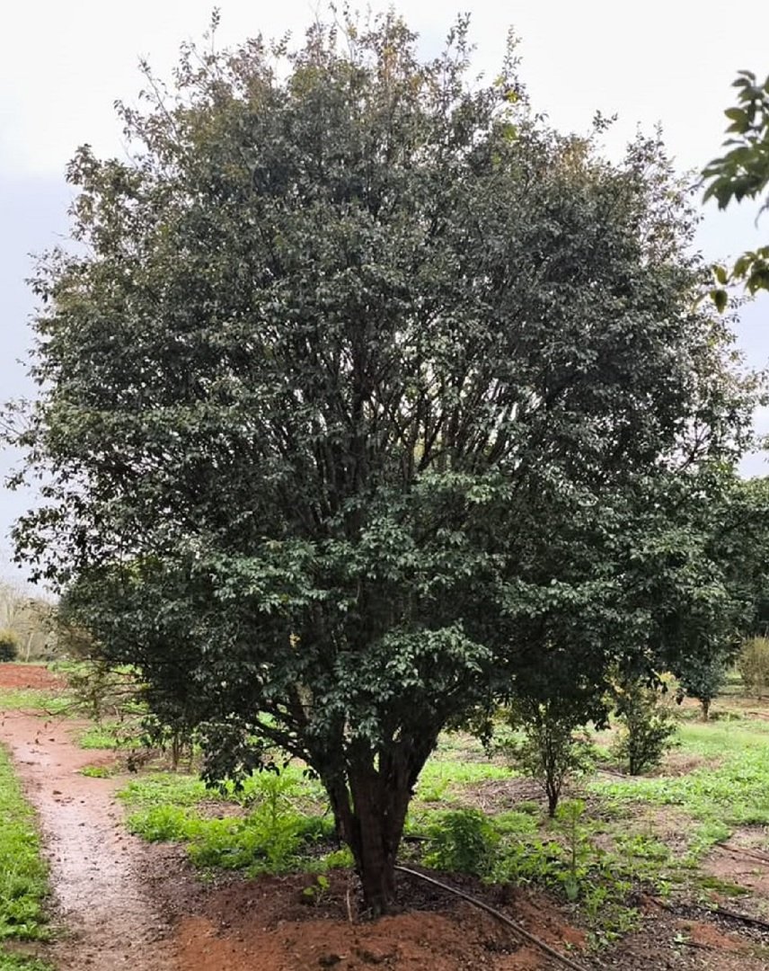 jabuticaba